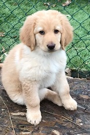 IMG 20240217 WA0013 blonde pup