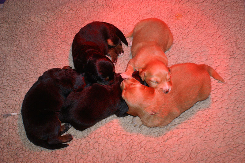 A pups Marie 01