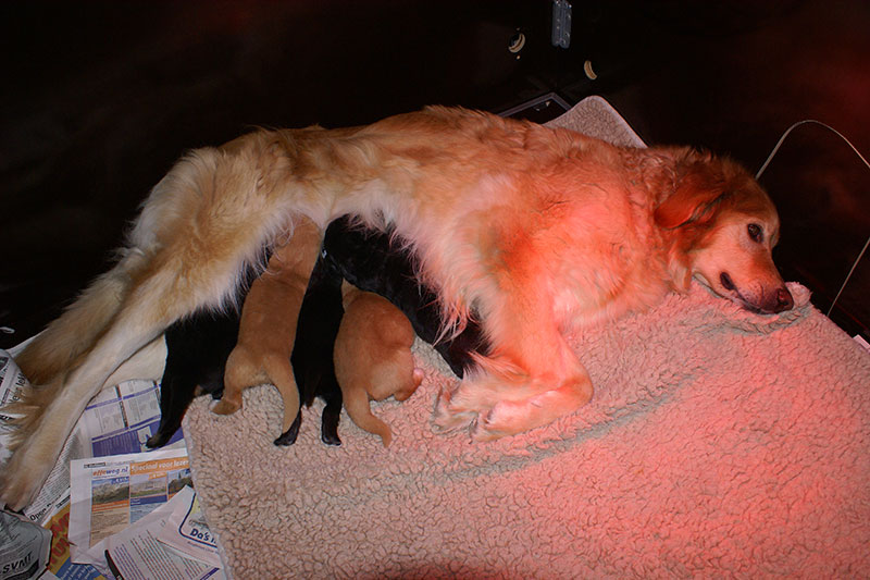 A pups Marie 02