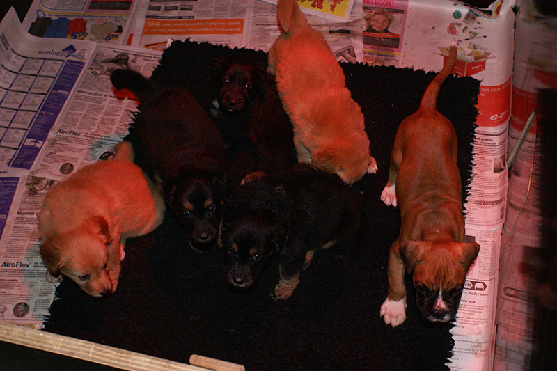 A pups Marie 03