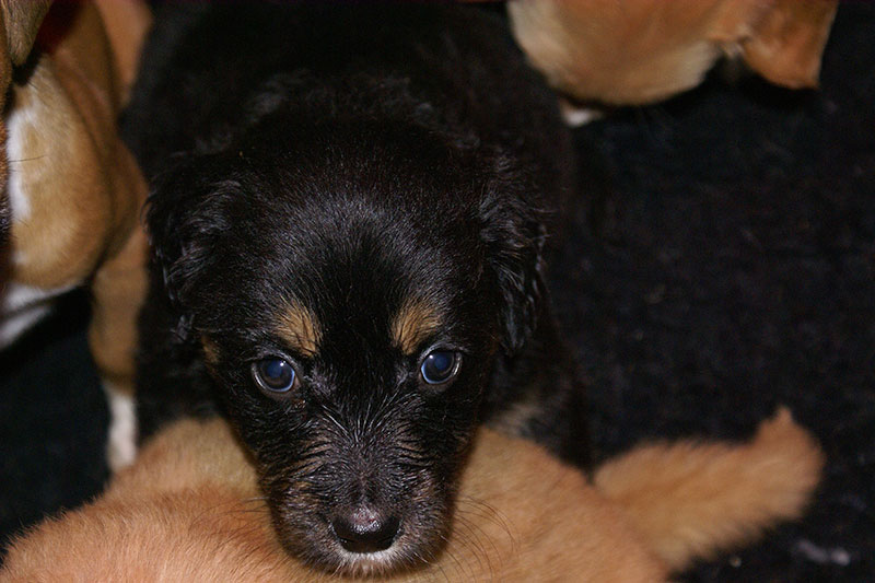 A pups Marie 04