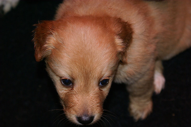 A pups Marie 05
