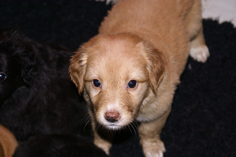 A pups Marie 06