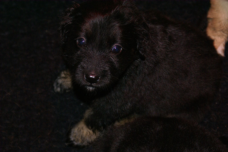 A pups Marie 07