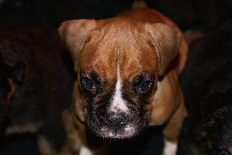 A pups Marie 09
