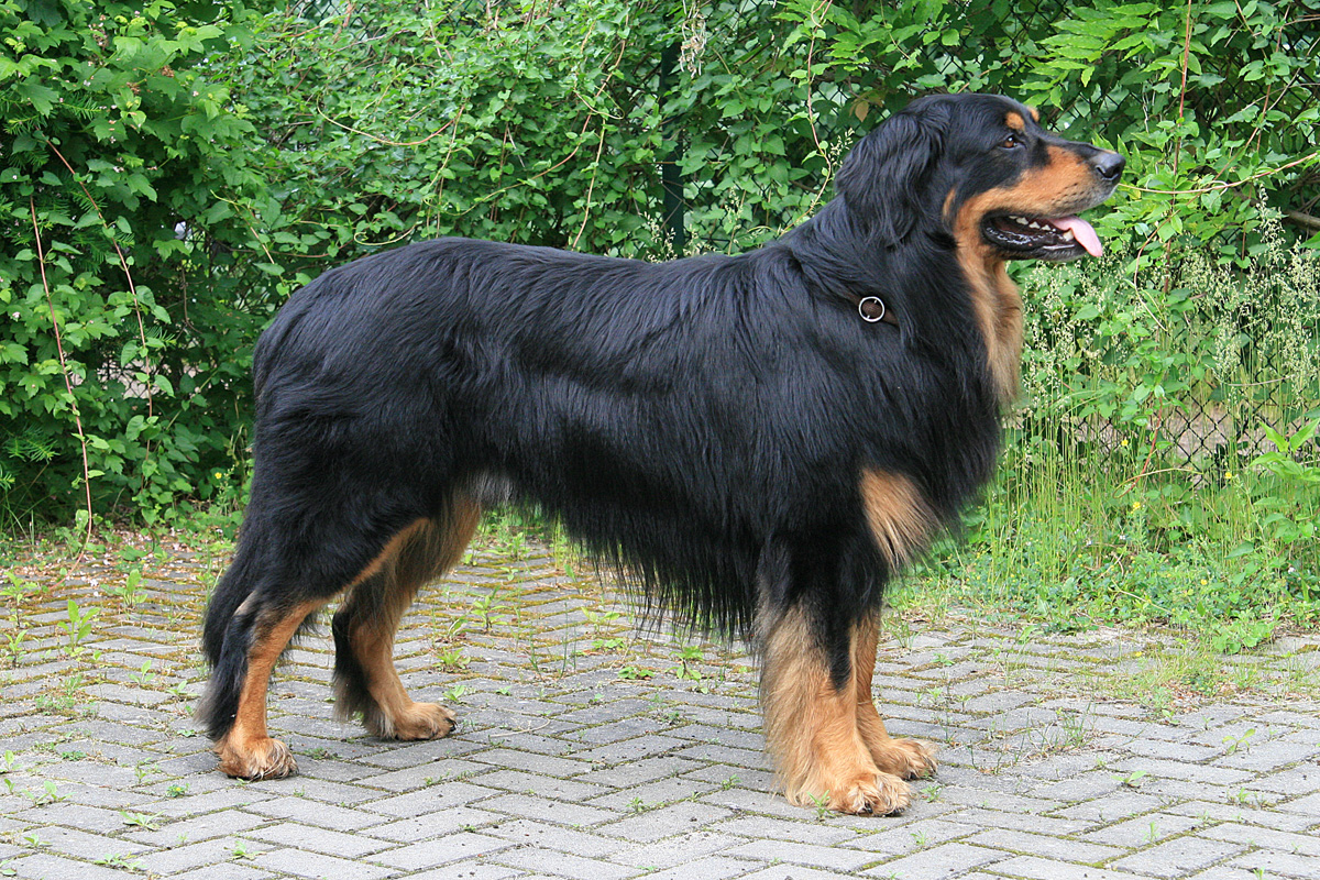 Isger vom Schwedenstein 02k 1