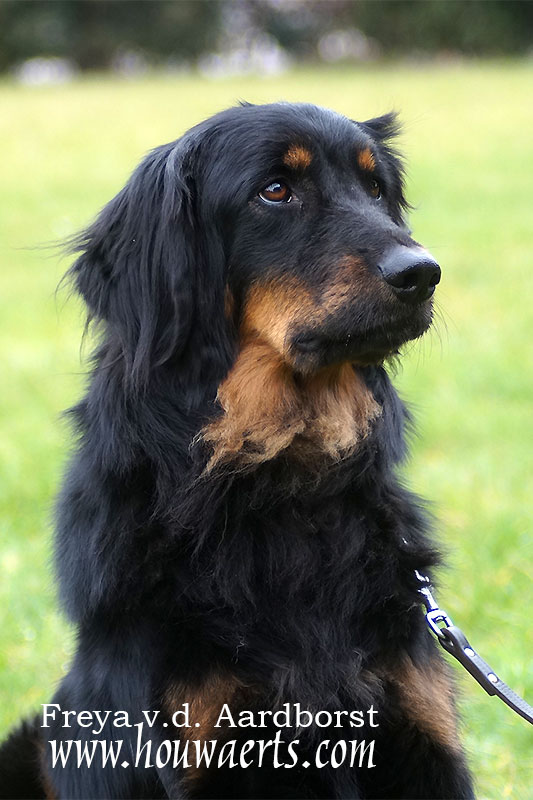 Freya vd Aardborst 02